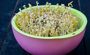 How to make fat bean sprouts.